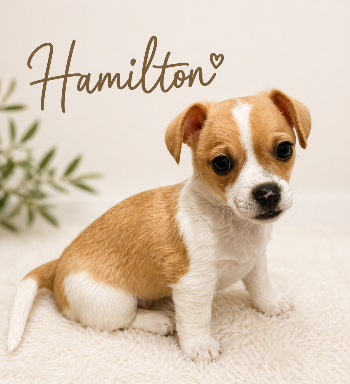 Hamilton
