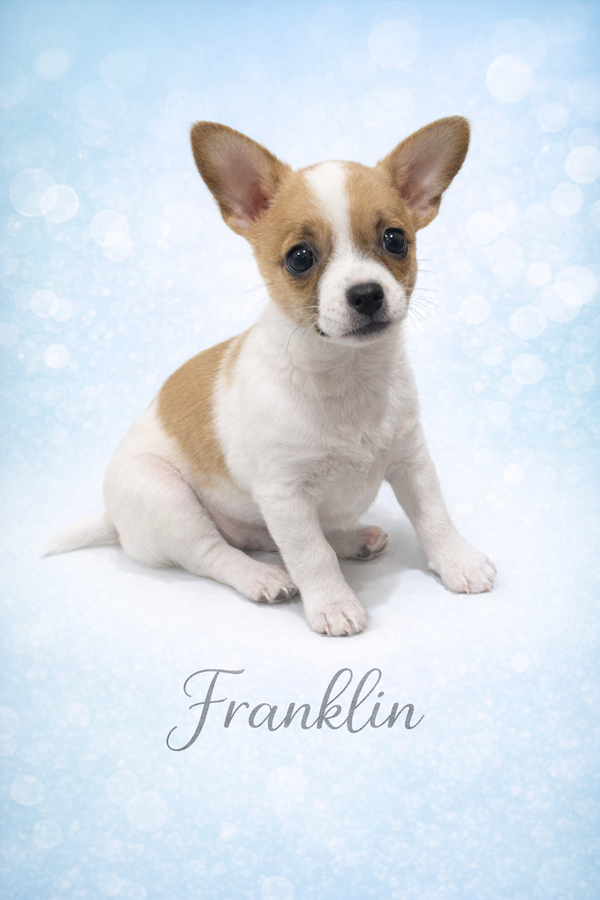 Franklin