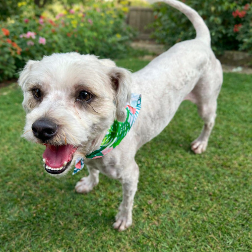Hudson, an adoptable Poodle in Menifee, CA