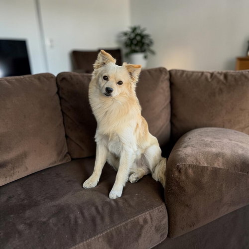 Toby, an adoptable Spaniel in Menifee, CA