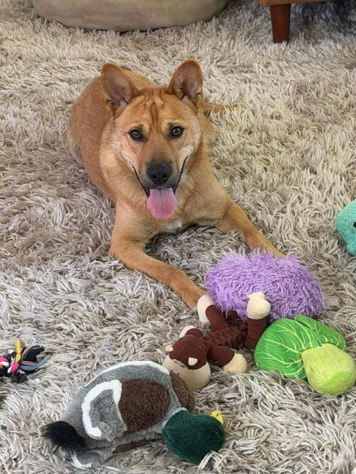 Buster, an adoptable Shepherd in Menifee, CA