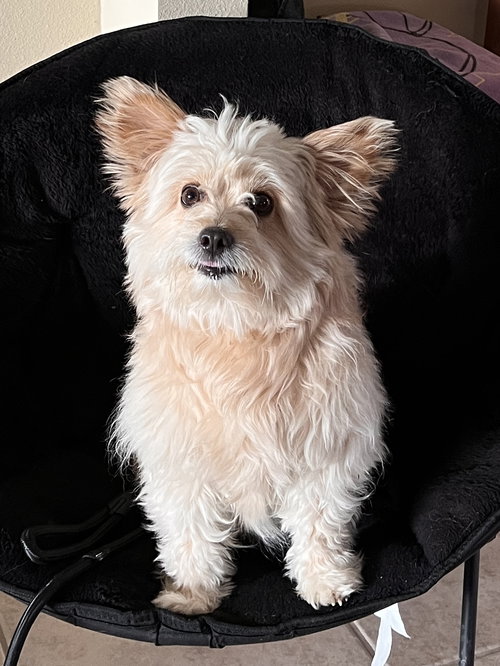 Stu, an adoptable Cairn Terrier in Menifee, CA
