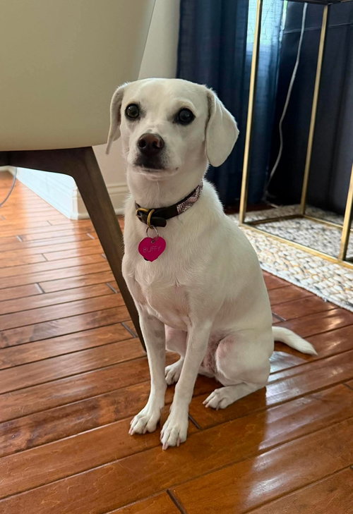 Buffy, an adoptable Shih Tzu in Menifee, CA