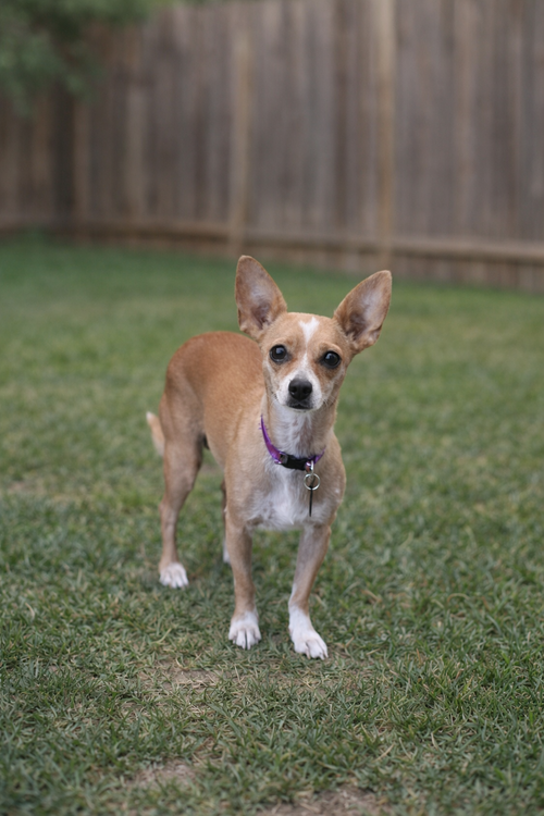 Carmen, an adoptable Chihuahua in Menifee, CA