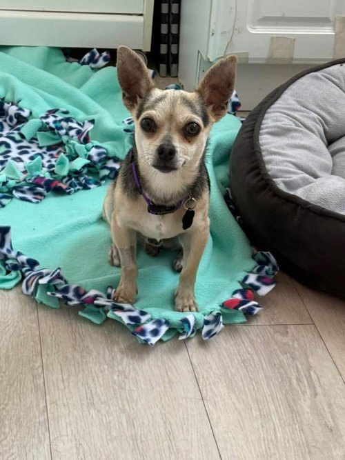 Otto, an adoptable Chihuahua in Menifee, CA