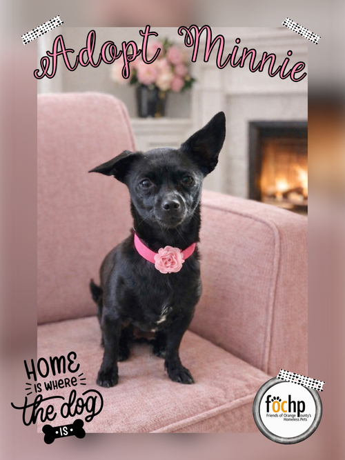 Minnie, an adoptable Chihuahua in Menifee, CA
