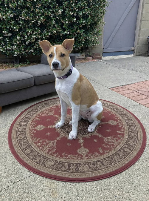 Kailee, an adoptable Australian Cattle Dog in Menifee, CA