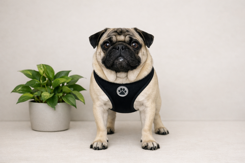 Keanu, an adoptable Pug in Menifee, CA