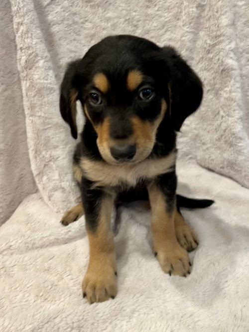 Tempest, an adoptable Golden Retriever in Menifee, CA