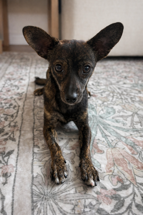 Tiki, an adoptable Chihuahua in Menifee, CA