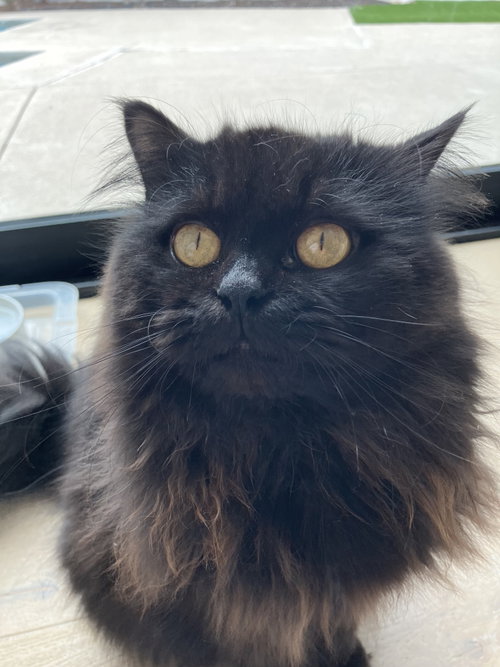 Rooster, an adoptable Domestic Long Hair in Menifee, CA