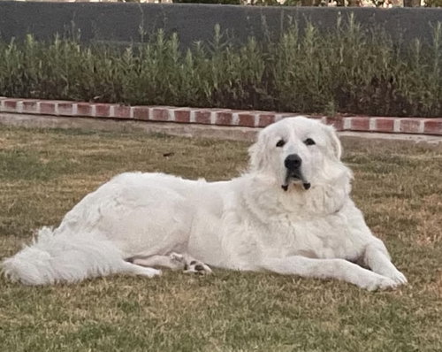 Rover, an adoptable Great Pyrenees in Menifee, CA