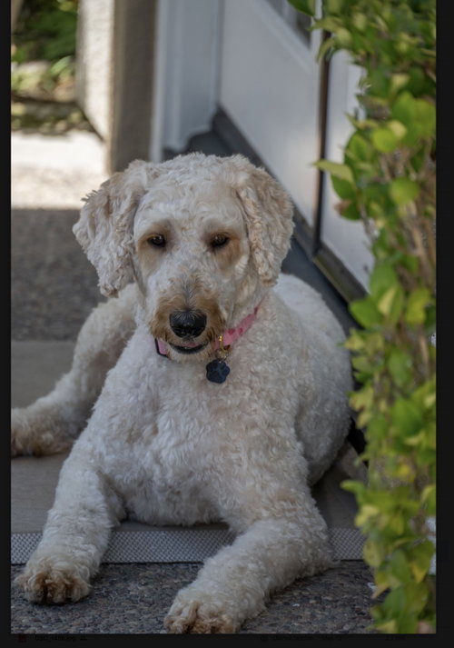 Amelia, an adoptable Poodle in Menifee, CA