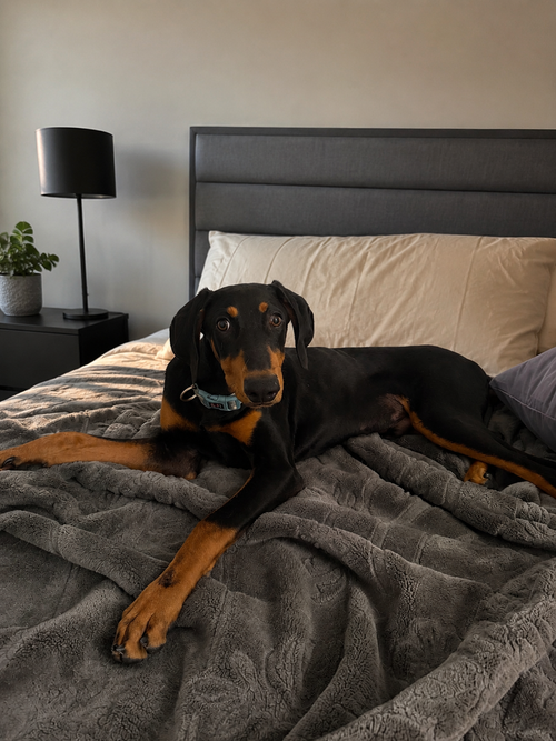 TK, an adoptable Doberman Pinscher in Menifee, CA