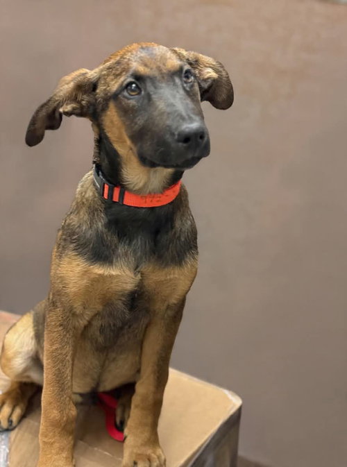 Winchester, an adoptable Hound in Menifee, CA