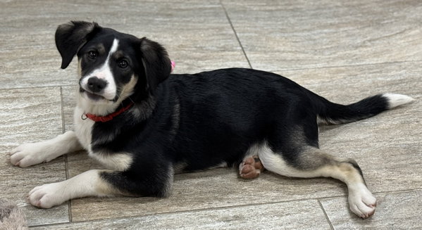 Kimber