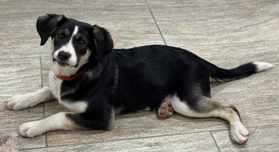 Kimber