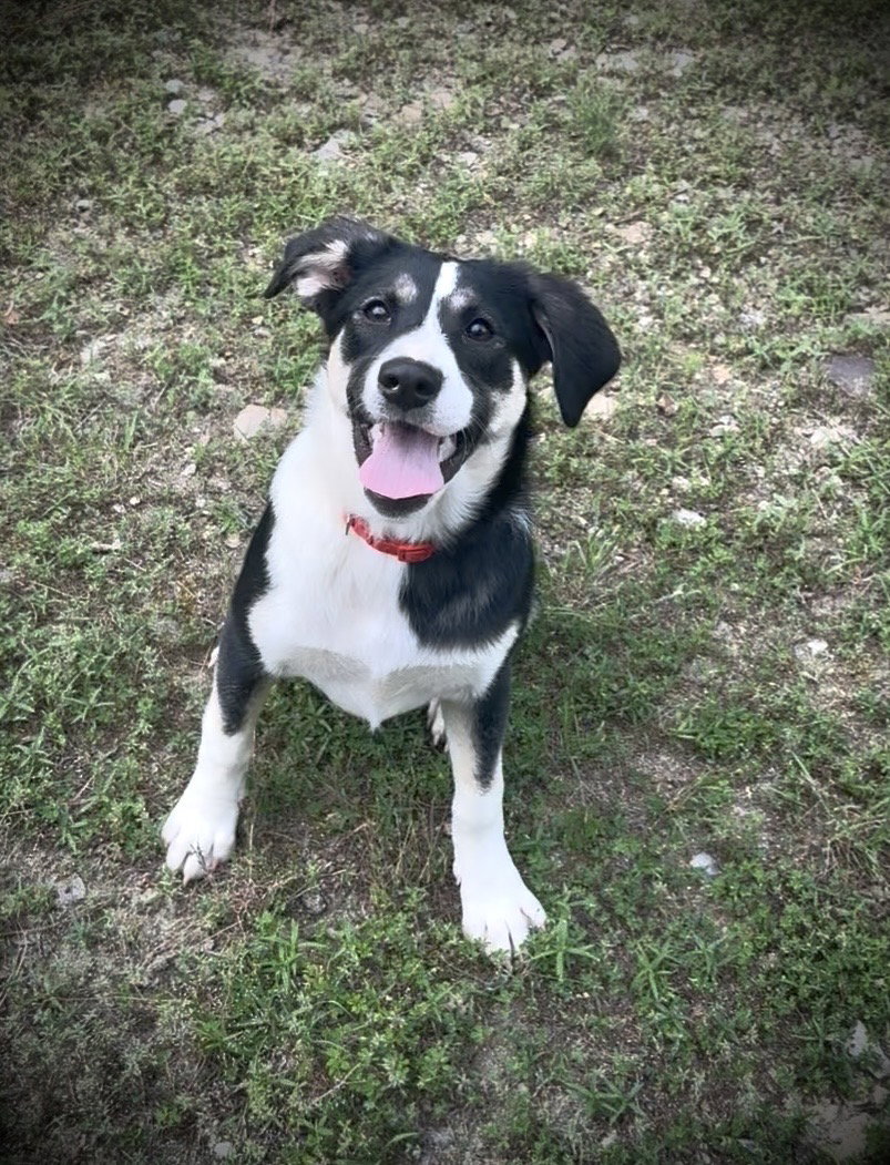 Kimber