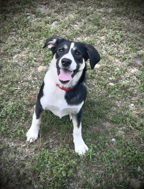 Kimber, an adoptable Australian Shepherd in Menifee, CA