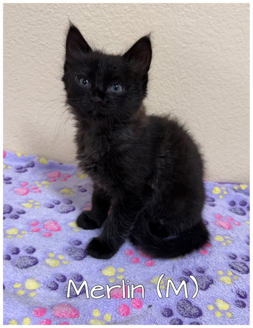 Merlin, Baby Domestic Short Hair (short coat), cat for adoption in Paramount, California