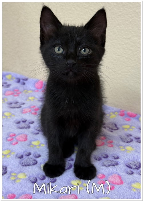 Mikari, Baby Bombay (short coat), cat for adoption in Paramount, California
