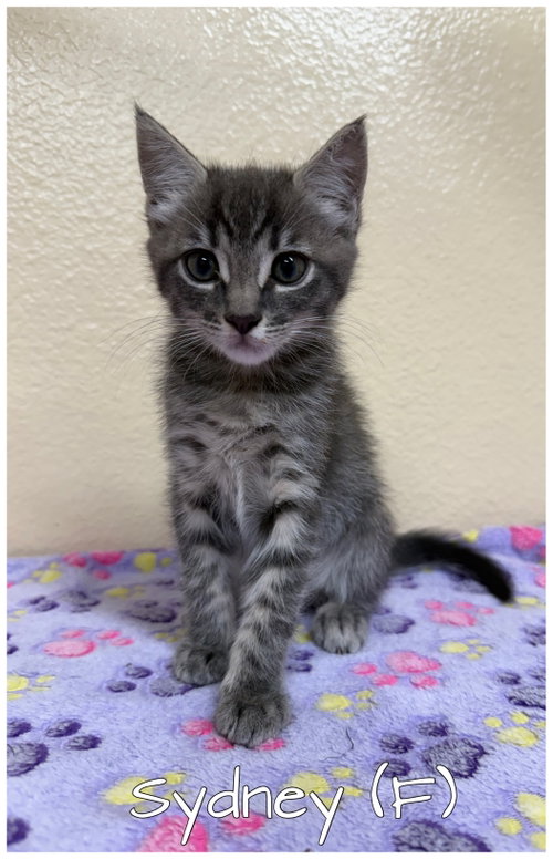 Sydney, Baby Tabby (short coat), cat for adoption in Paramount, California