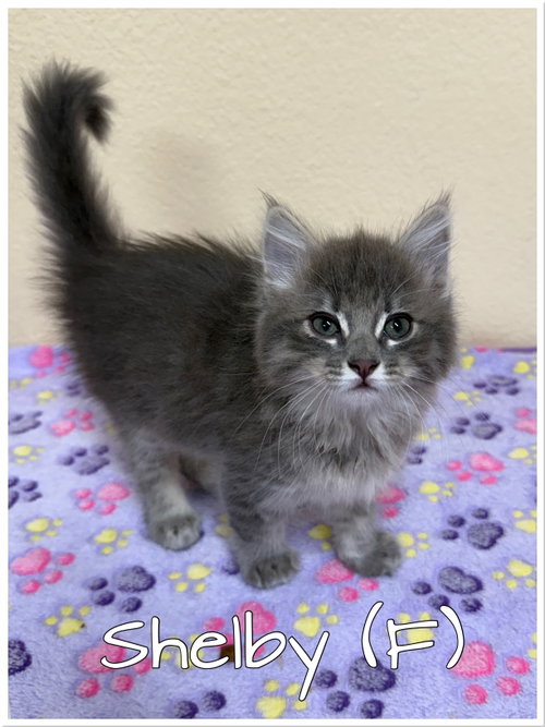 Shelby, Baby Tabby (medium coat), cat for adoption in Paramount, California