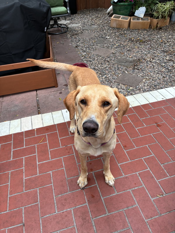 Duke
