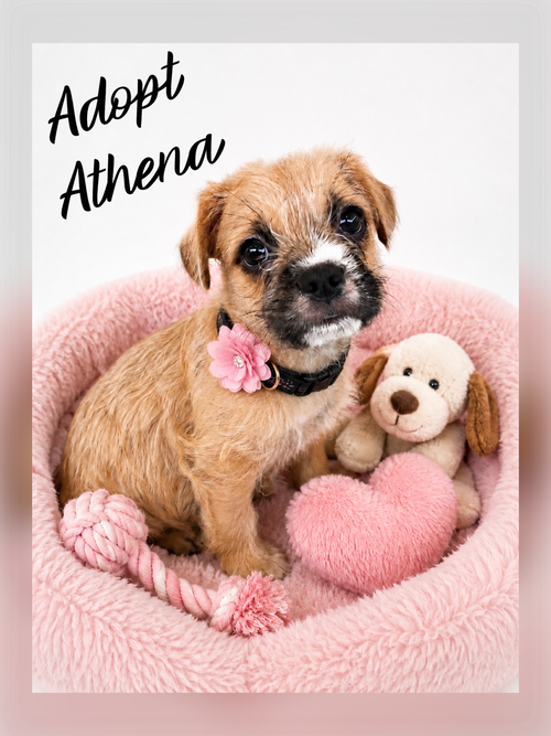 Athena