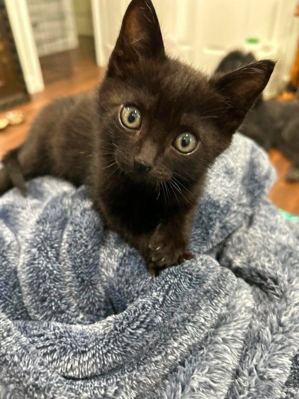 Indy