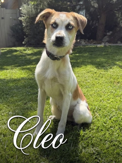 Cleo