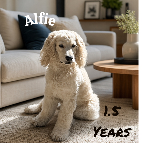 Alfie