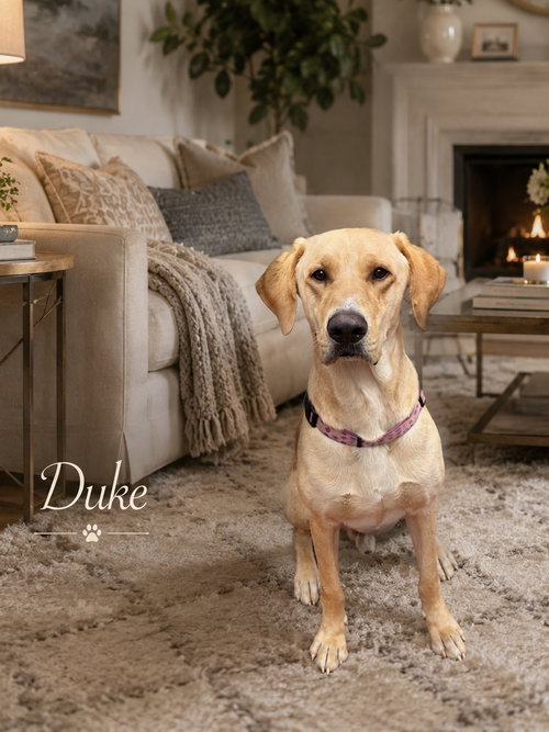 Duke