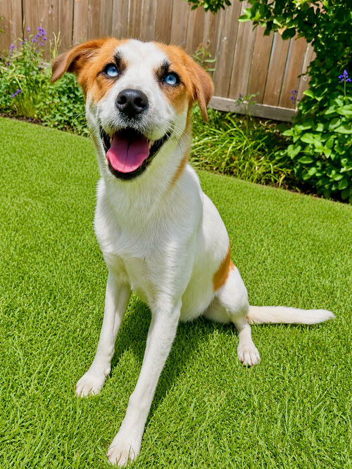 Cleo, an adoptable Australian Cattle Dog in Menifee, CA