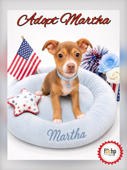 Martha Washington, an adoptable Chihuahua in Menifee, CA