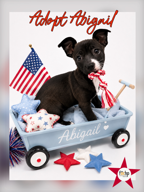 Abigail, an adoptable Chihuahua in Menifee, CA