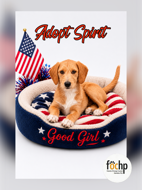 Spirit, an adoptable Beagle in Menifee, CA