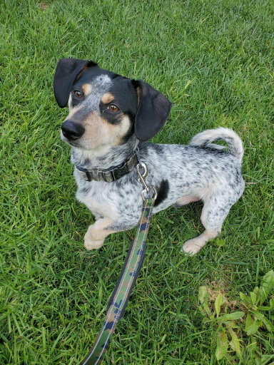 Otto, an adoptable Dachshund in Menifee, CA