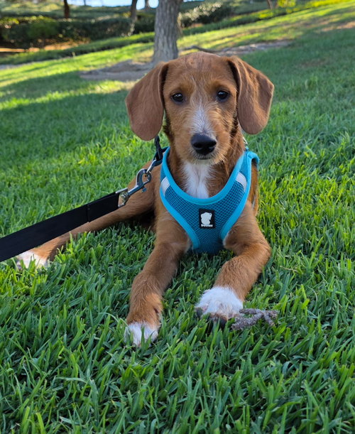 Liberty, an adoptable Beagle in Menifee, CA