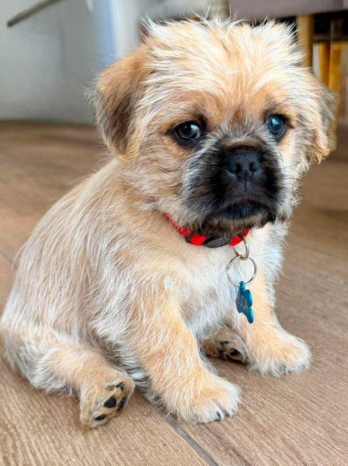 Luca, an adoptable Pug in Menifee, CA
