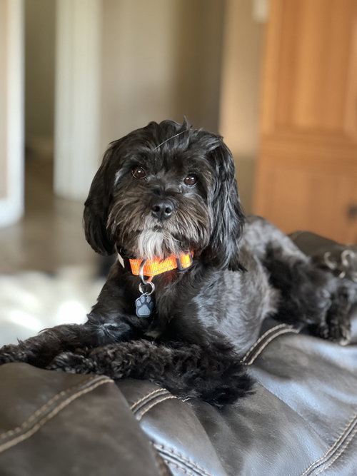 Precious, an adoptable Havanese in Menifee, CA