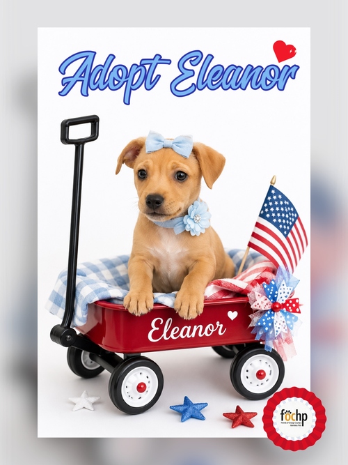 Eleanor, an adoptable Chihuahua in Menifee, CA