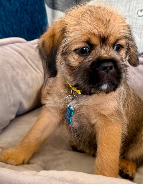Rocco, an adoptable Brussels Griffon in Menifee, CA