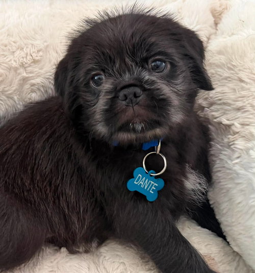 Dante, an adoptable Pug in Menifee, CA