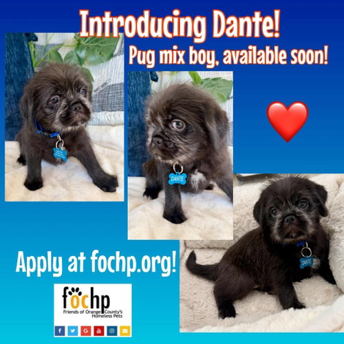 Dante photo 2