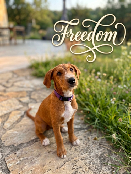 Freedom