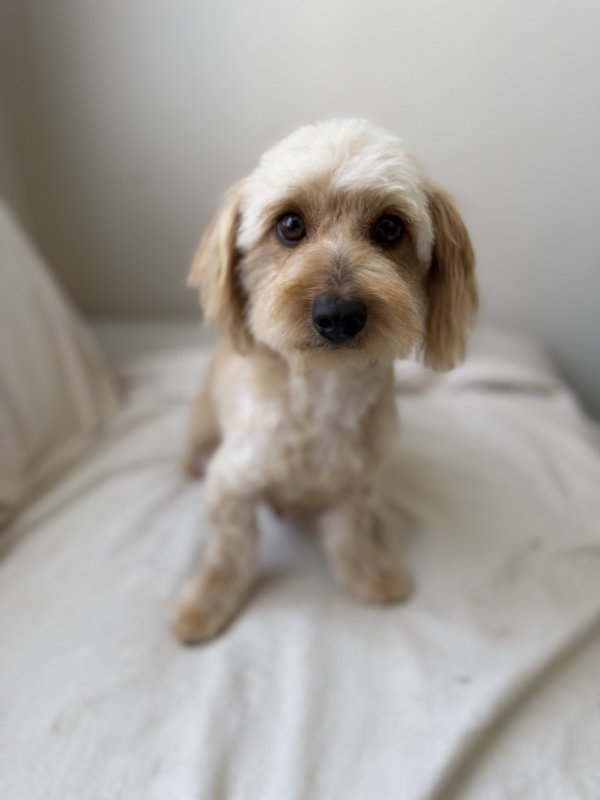 Hazel