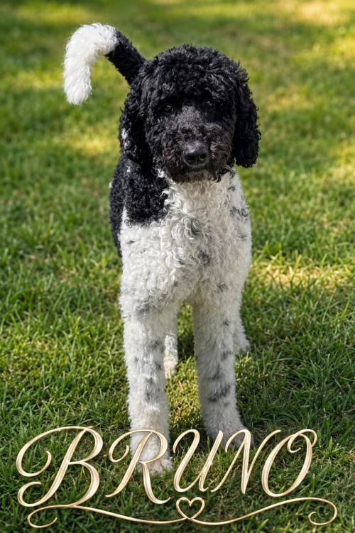 Bruno