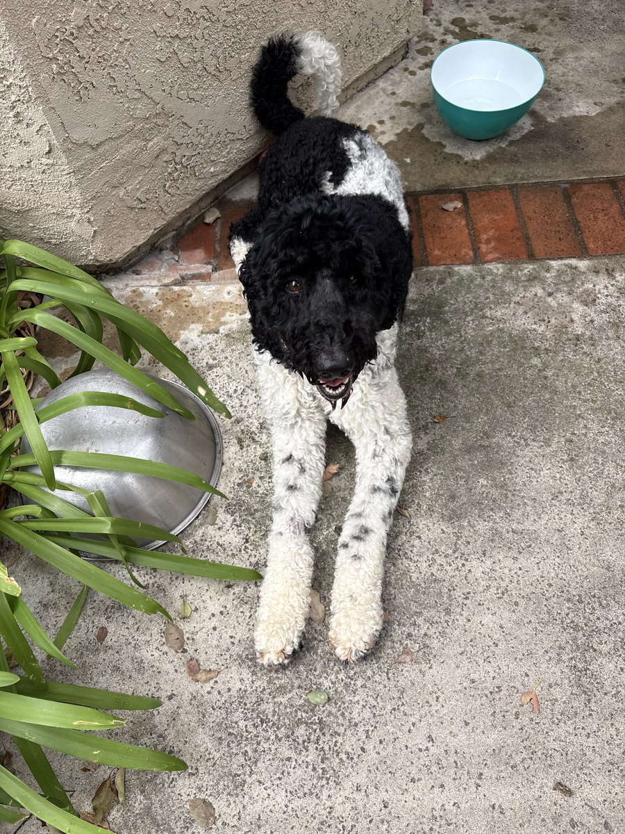 Bruno