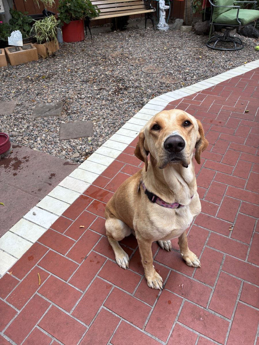 Duke